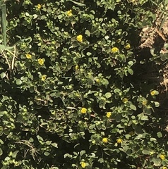 Portulaca oleracea
