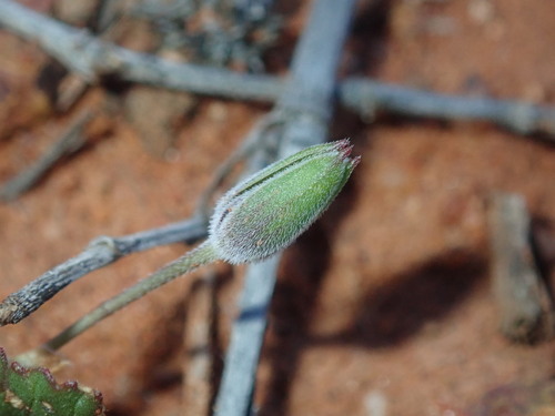Image of Erodium cygnorum by (c) Thomas Mesaglio, some rights reserved (CC BY)