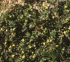 Portulaca oleracea