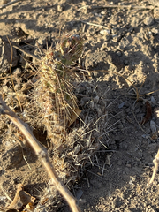 Cylindropuntia