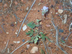 Erodium cygnorum