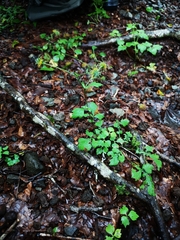 Geum japonicum
