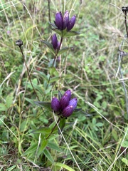 Gentiana andrewsii