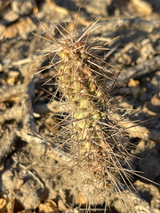 Cactaceae