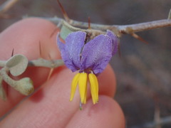 Solanum orbiculatum