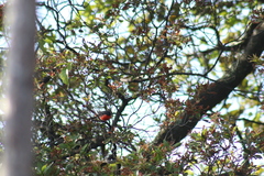 Myioborus miniatus