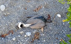 Phalacrocorax punctatus punctatus