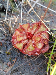 Drosera slackii