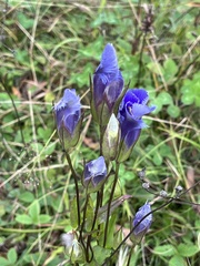 Gentianopsis crinita