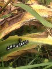 Xanthopastis moctezuma