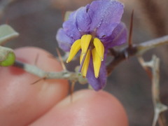Solanum orbiculatum
