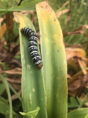 Xanthopastis moctezuma
