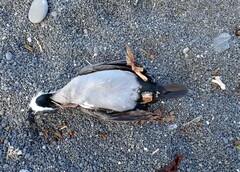 Phalacrocorax punctatus punctatus