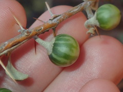 Solanum orbiculatum