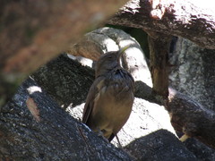 Turdus grayi
