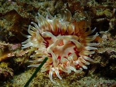 Urticina mcpeaki