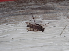 Rhagionidae