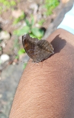 Junonia iphita