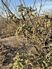 Cylindropuntia cholla