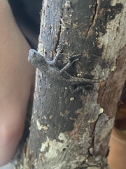 Sceloporus undulatus