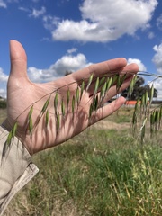 Avena barbata
