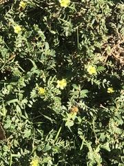 Tribulus terrestris