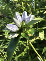 Gentiana × pallidocyanea