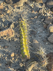 Stenocereus gummosus