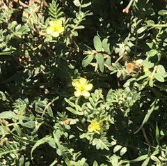 Tribulus terrestris