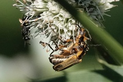 Chauliognathus marginatus