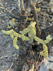 Cylindropuntia cholla