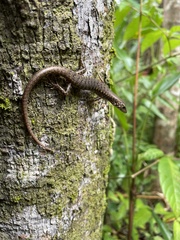 Concinnia tenuis