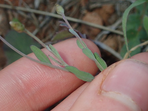 Image of Rhodanthe stricta by (c) Thomas Mesaglio, some rights reserved (CC BY)