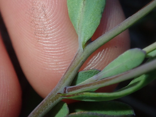 Image of Rhodanthe stricta by (c) Thomas Mesaglio, some rights reserved (CC BY)