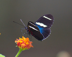 Heliconius sara