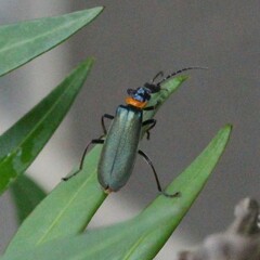 Chauliognathus lugubris