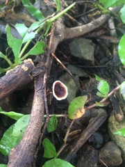 Microporus xanthopus