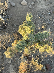 Cylindropuntia cholla