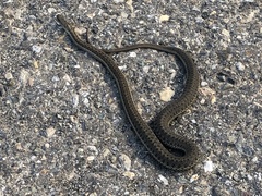 Thamnophis elegans