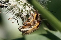 Chauliognathus marginatus