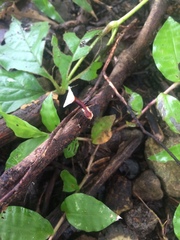 Microporus xanthopus