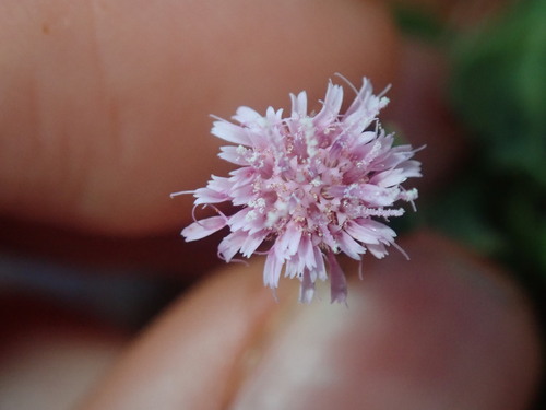 Image of Streptoglossa liatroides by (c) Thomas Mesaglio, some rights reserved (CC BY)