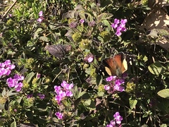Vanessa itea
