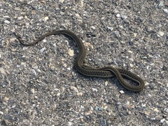 Thamnophis elegans