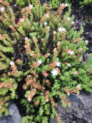Sedum moranense