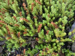 Sedum moranense