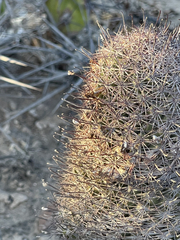 Mammillaria