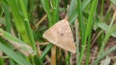 Erebidae