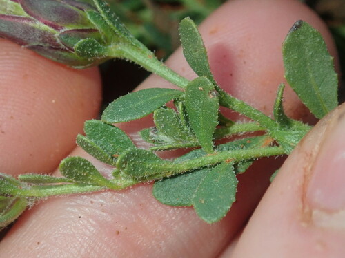 Image of Streptoglossa liatroides by (c) Thomas Mesaglio, some rights reserved (CC BY)