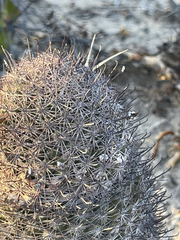 Mammillaria